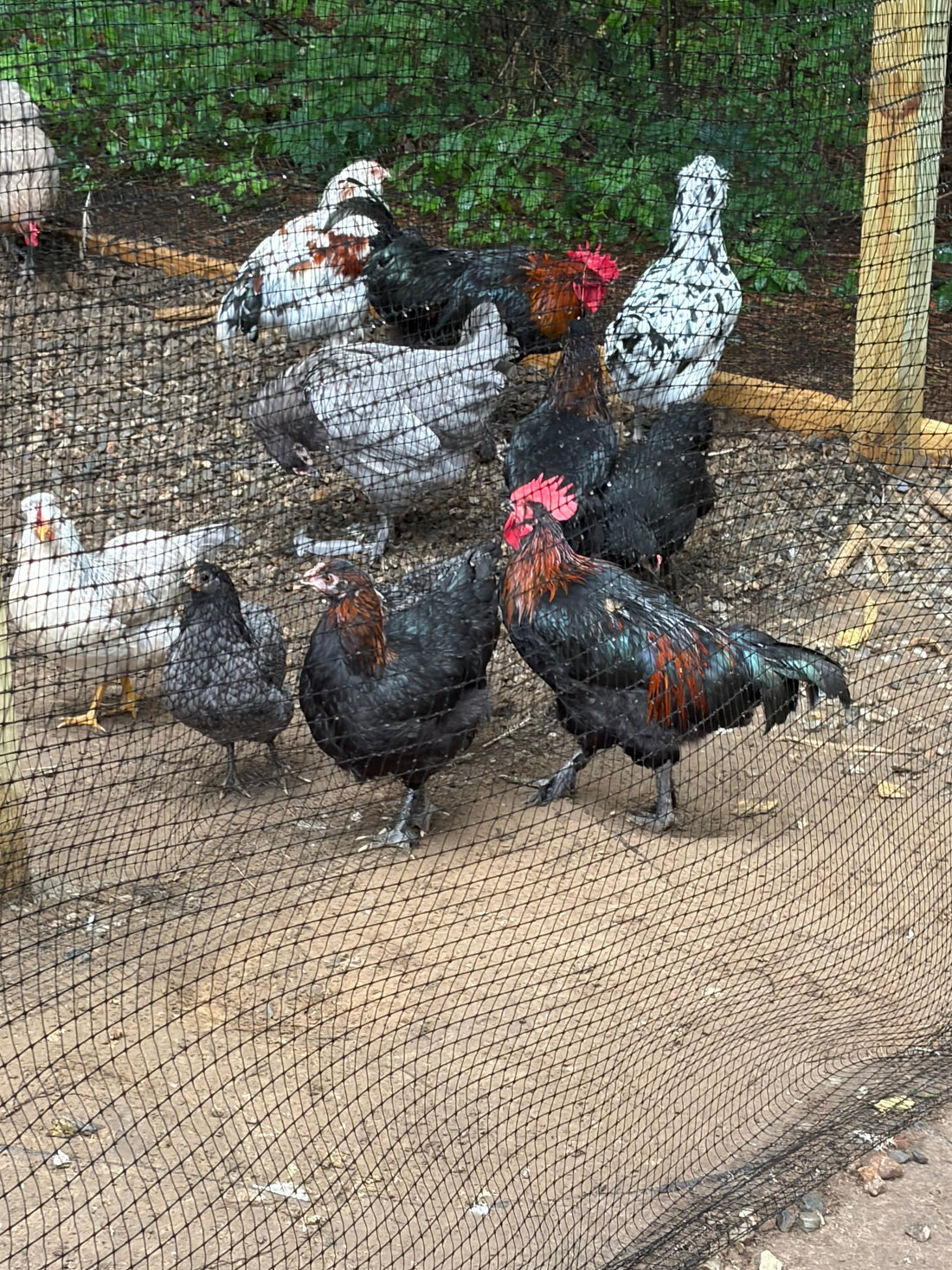 Best breeds for a homestead 