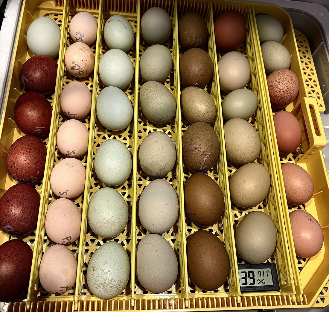 chicken eggs in an incubator\how to hatch chicken eggs 