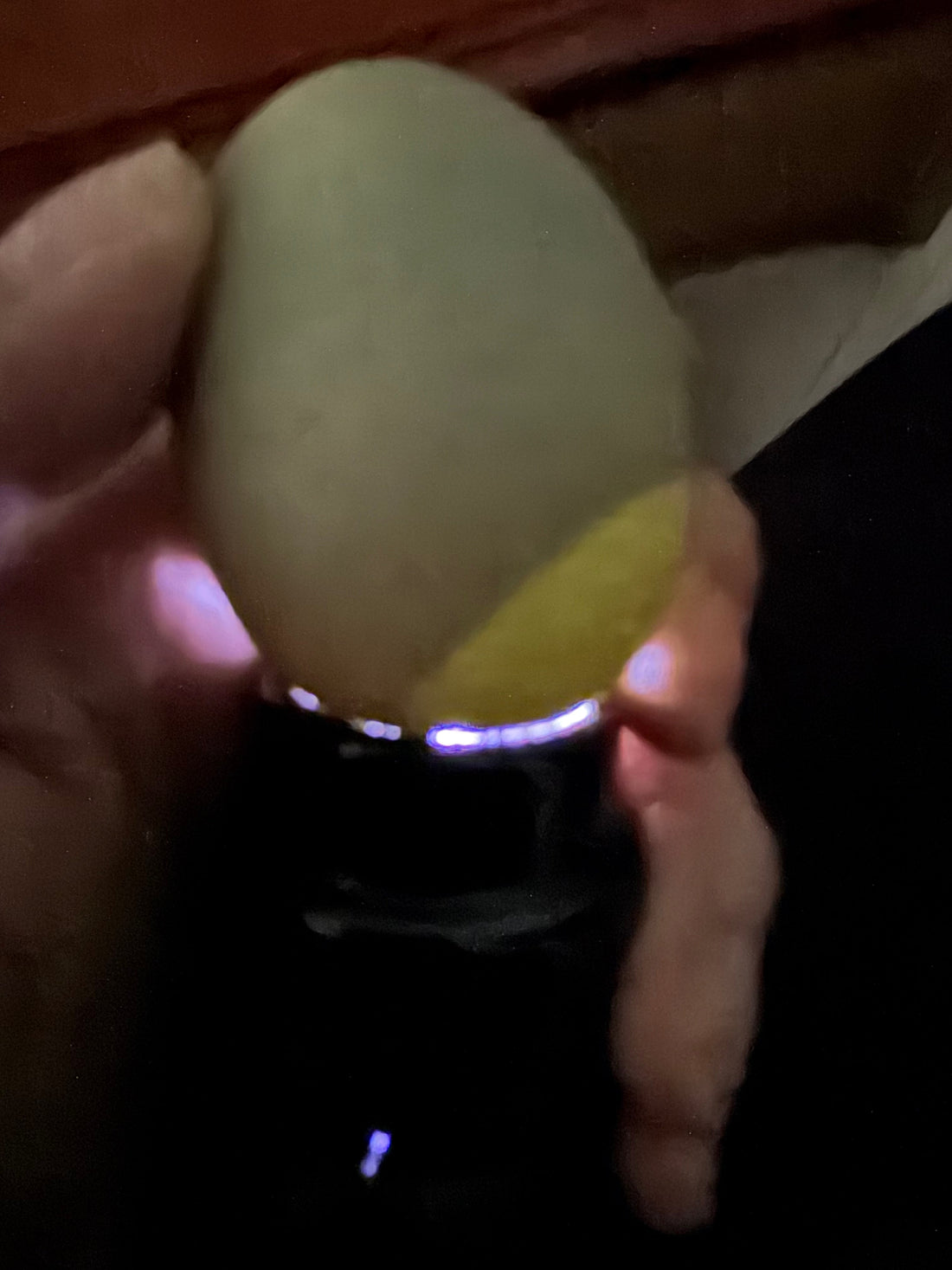 chicken egg being candled for development