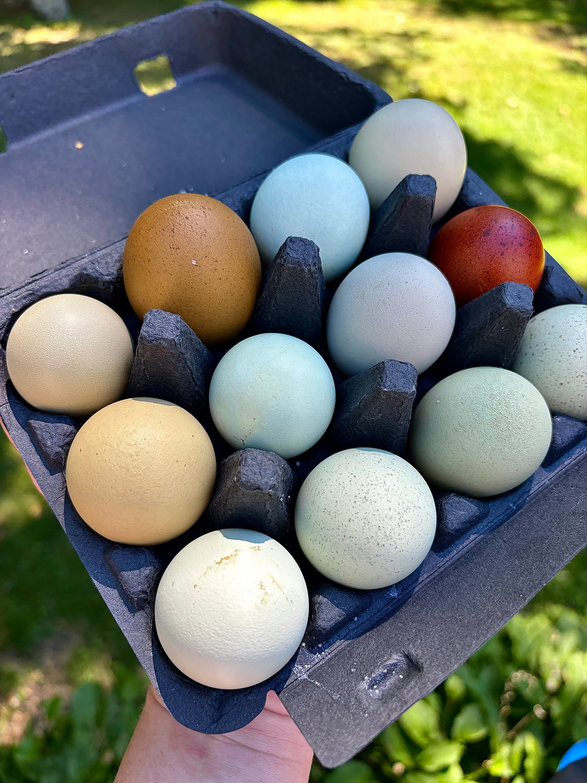 Rainbow Hatching Eggs | Colorful Egg Layers, Heavy Bloom & Speckles