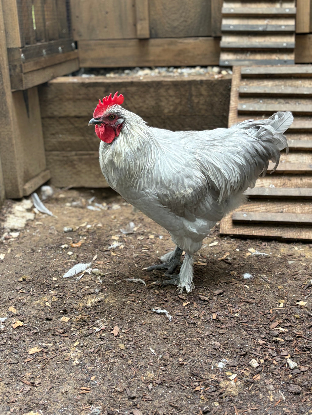 Lavender Birchen Marans Hatching Eggs | Pink Bloom Egg Layers