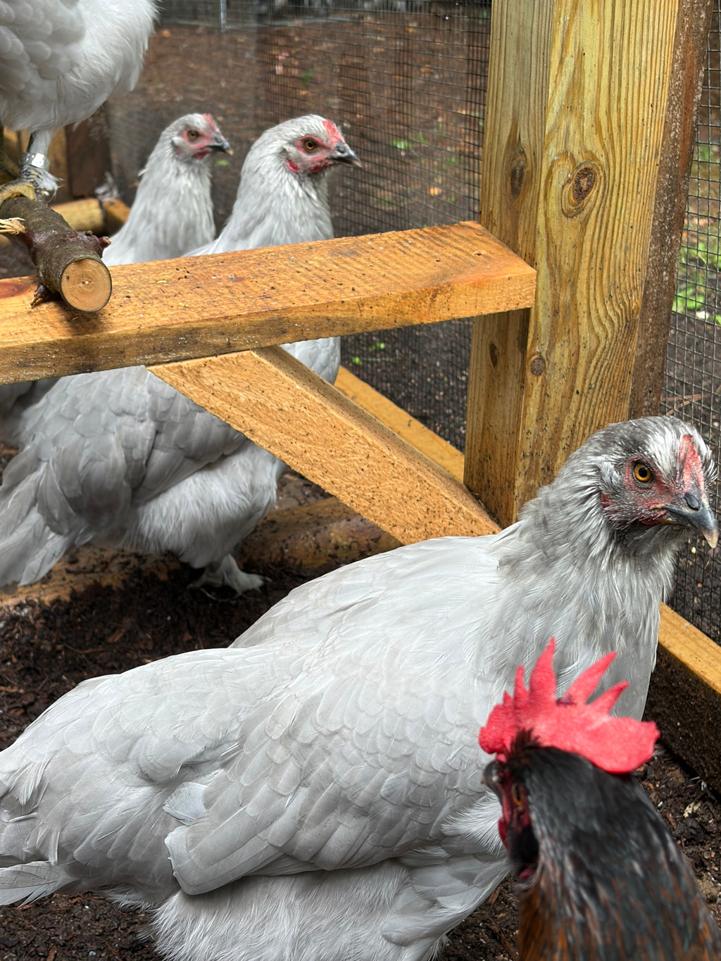 Lavender Birchen Marans Hatching Eggs | Pink Bloom Egg Layers