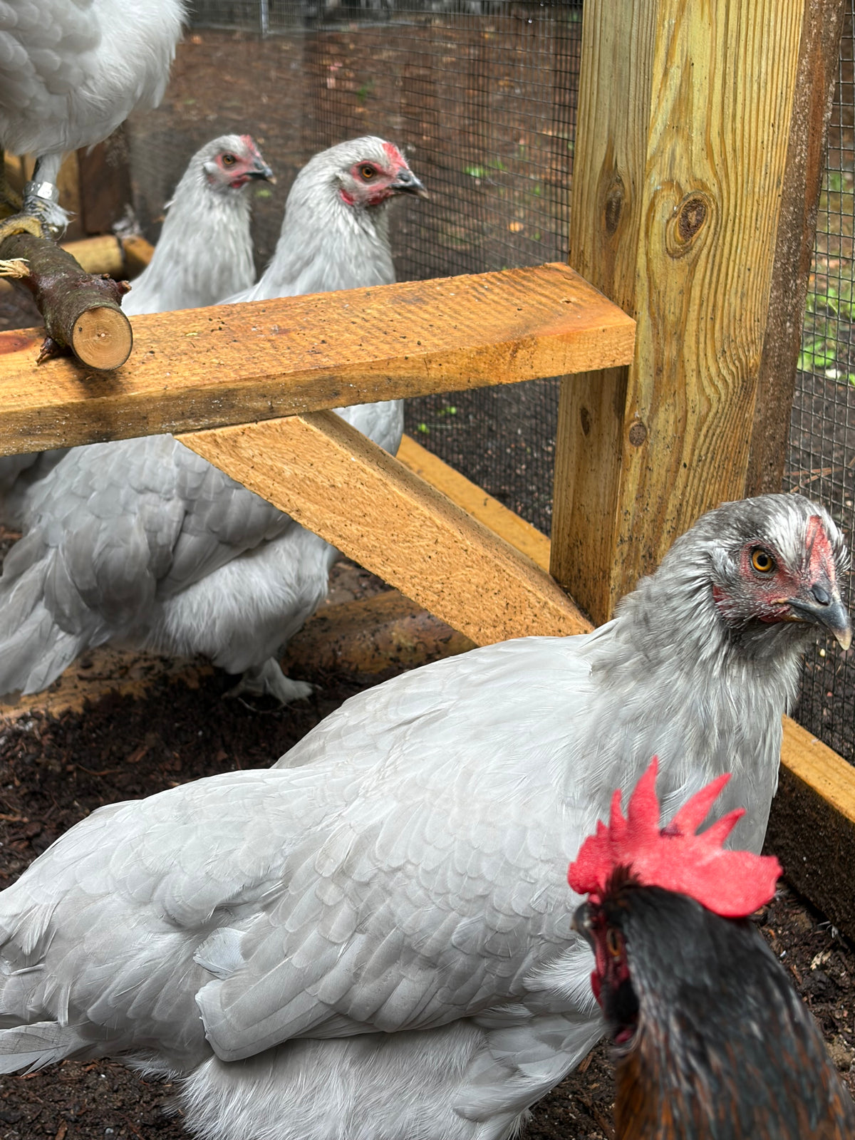 Lavender Birchen Marans Hatching Eggs | Pink Bloom Egg Layers