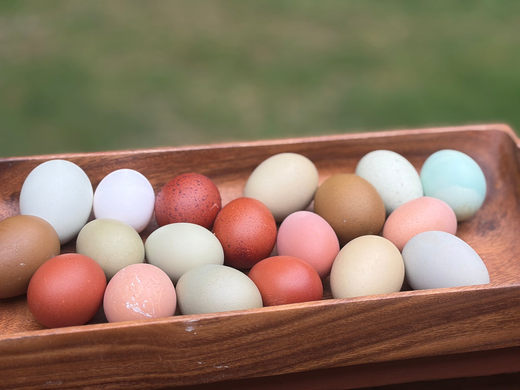 Rainbow Hatching Eggs | Colorful Egg Layers, Heavy Bloom & Speckles