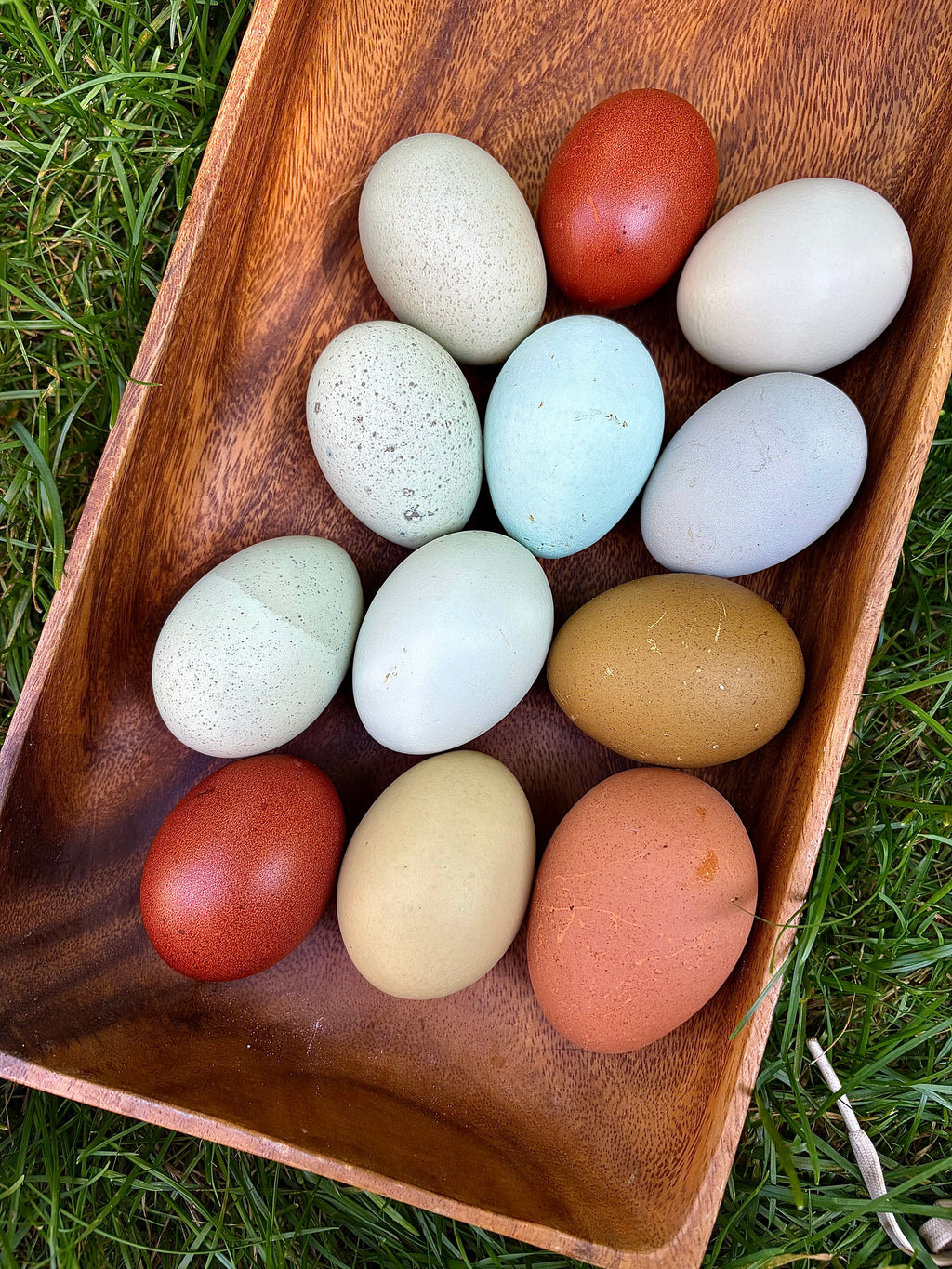 Rainbow Hatching Eggs | Colorful Egg Layers, Heavy Bloom & Speckles