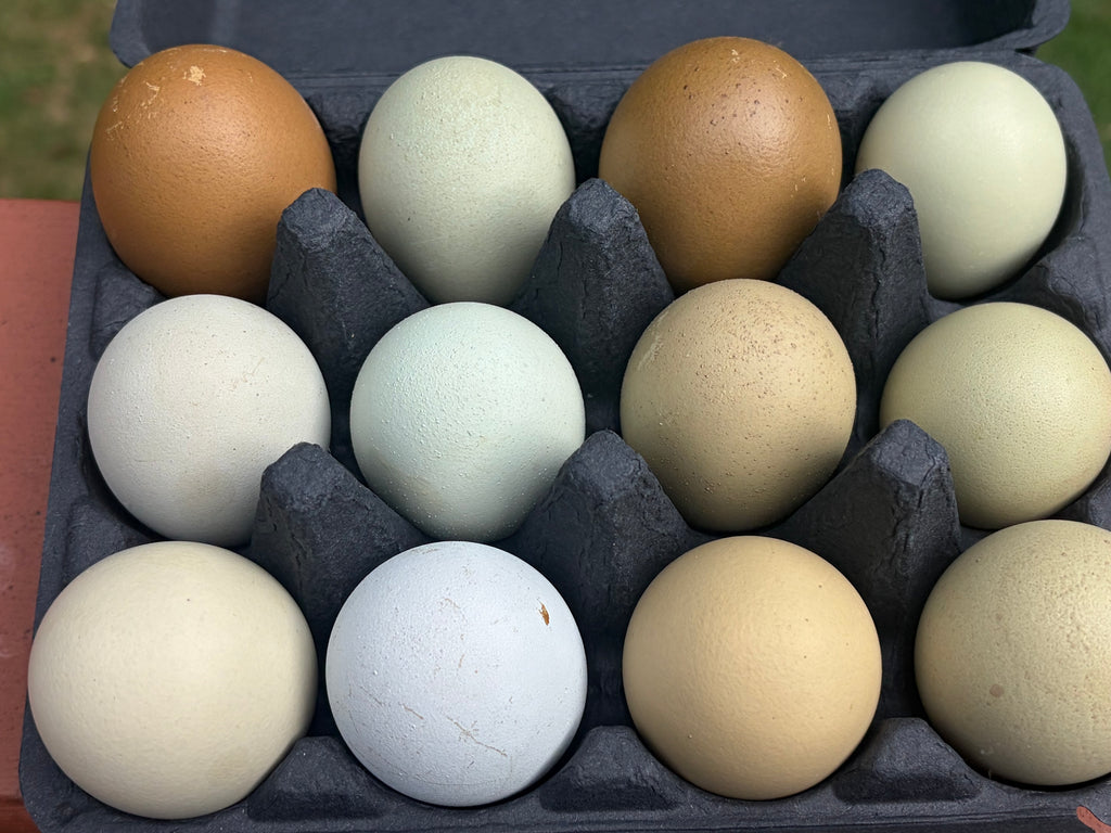 Olive Egger Hatching Eggs | Colorful Green & Olive Egg Layers
