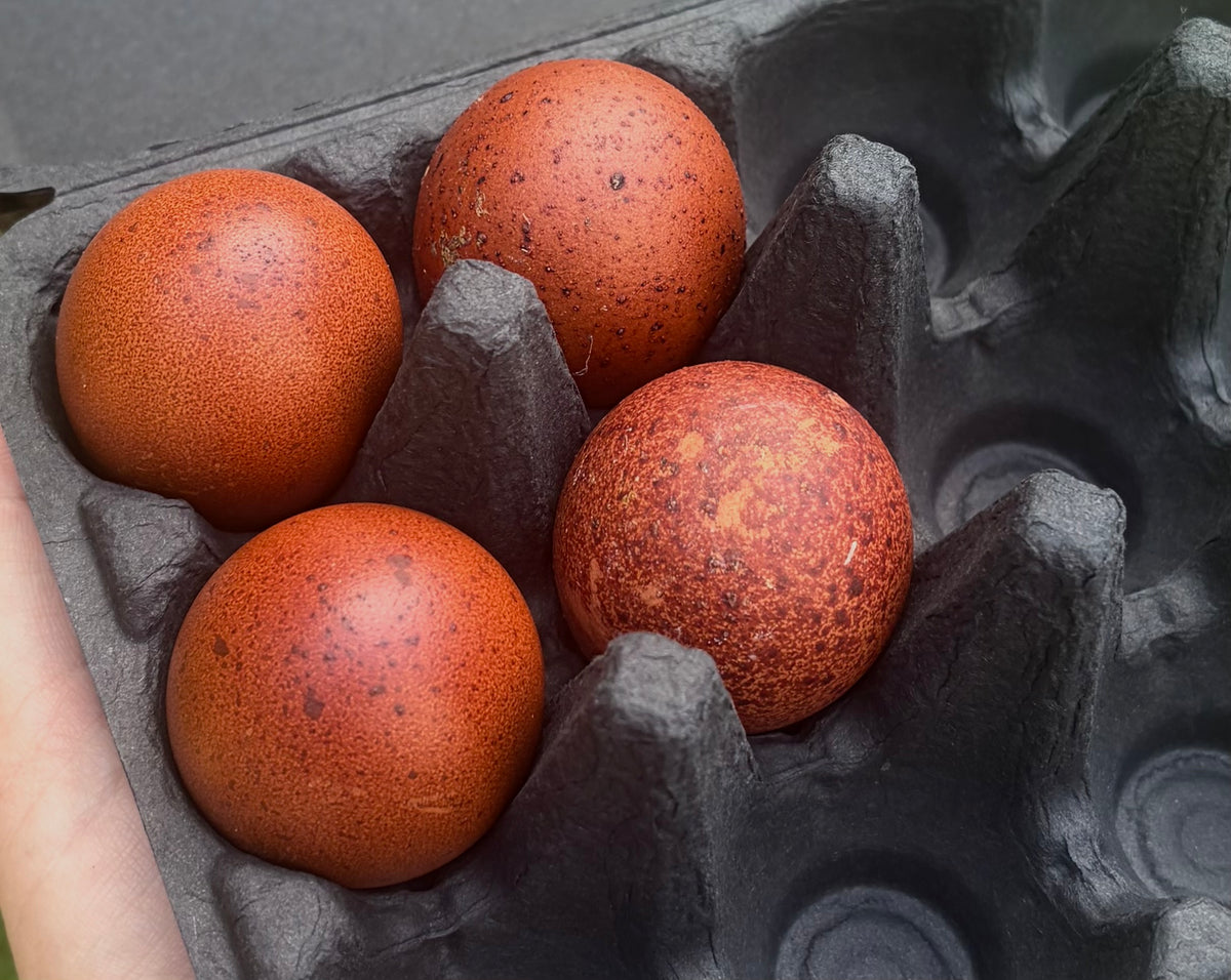 Black Copper Marans Hatching Eggs | Dark Chocolate Egg Layers