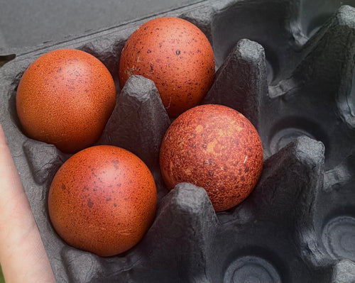 Black Copper Marans Hatching Eggs | Dark Chocolate Egg Layers