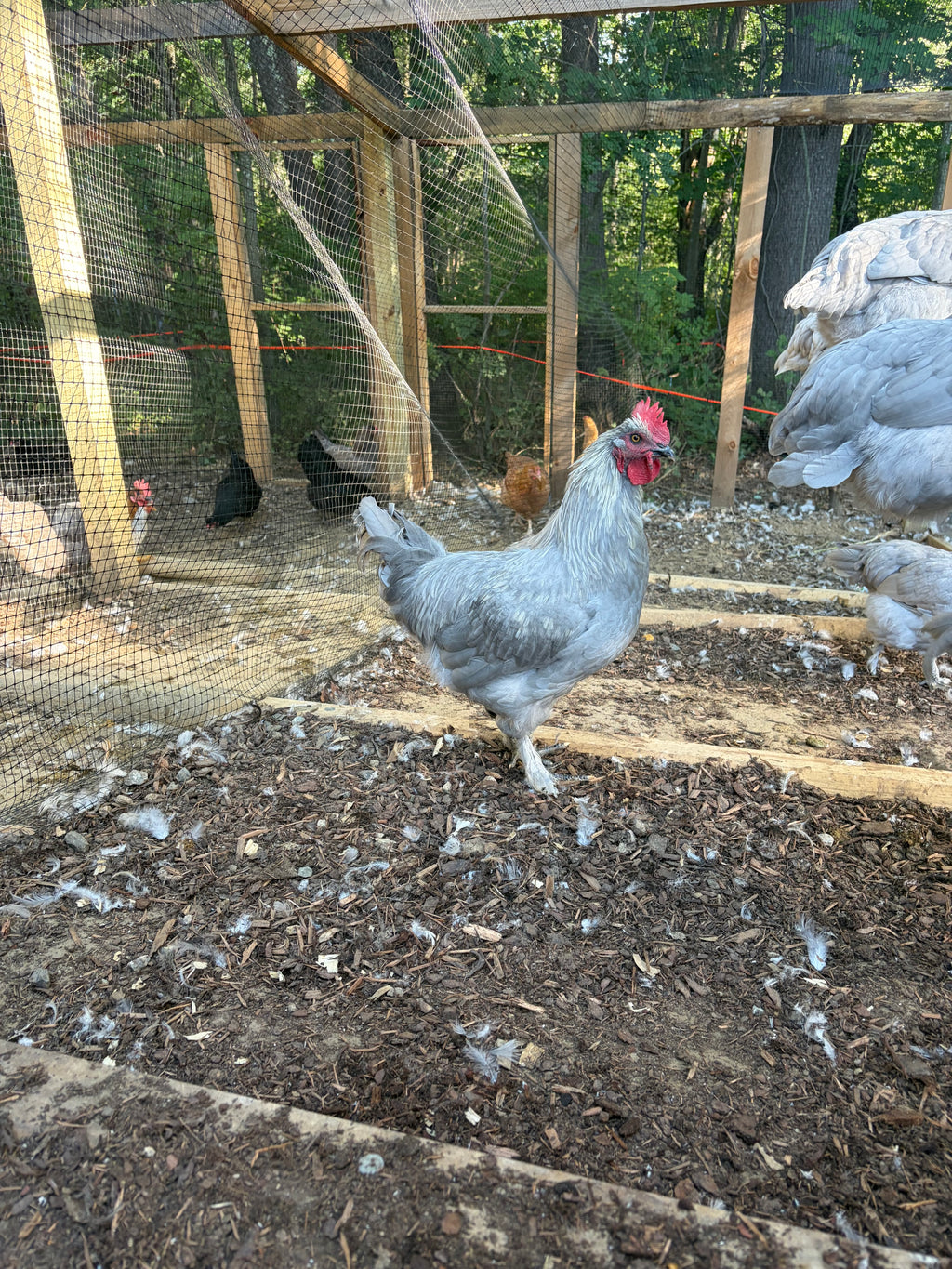 Lavender Birchen Marans Hatching Eggs | Pink Bloom Egg Layers