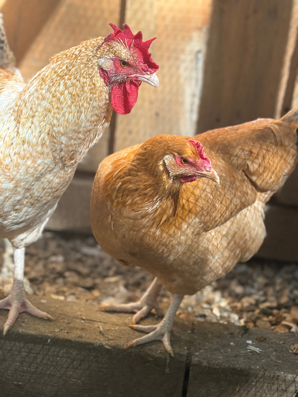 Lemon Cuckoo Niederrheiner Hatching Eggs | Rare Dual-Purpose Breed