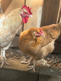Lemon Cuckoo Niederrheiner Hatching Eggs | Rare Dual-Purpose Breed