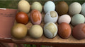 Rainbow Hatching Eggs | Colorful Egg Layers, Heavy Bloom & Speckles