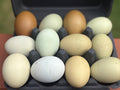 Olive Egger Hatching Eggs | Colorful Green & Olive Egg Layers