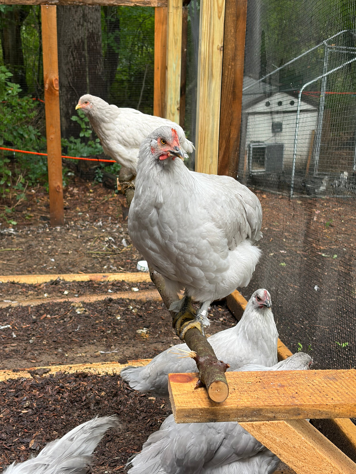 Lavender Birchen Marans Hatching Eggs | Pink Bloom Egg Layers