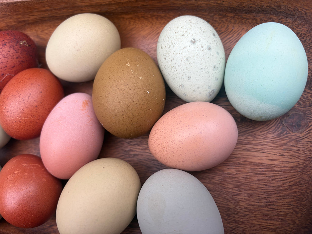 Rainbow Hatching Eggs | Colorful Egg Layers, Heavy Bloom & Speckles