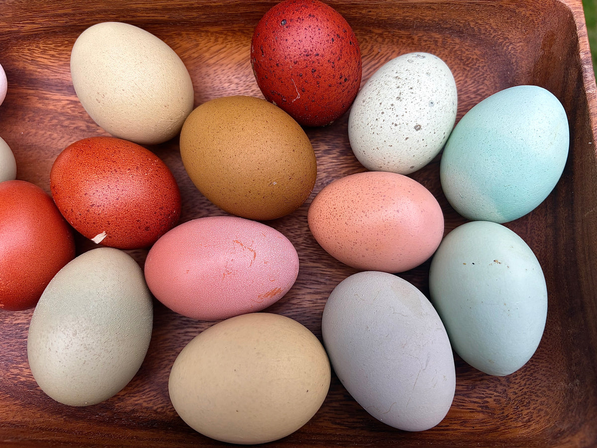 Rainbow Hatching Eggs | Colorful Egg Layers, Heavy Bloom & Speckles