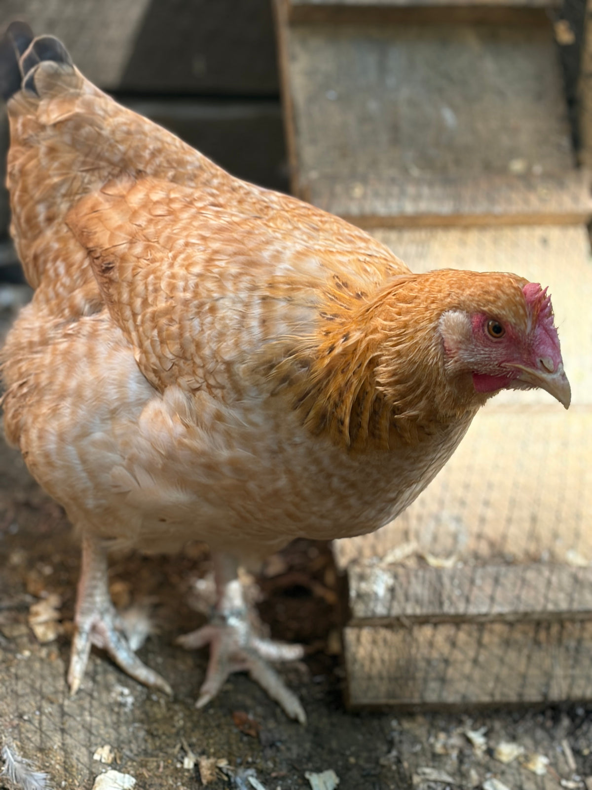 Lemon Cuckoo Niederrheiner Hatching Eggs | Rare Dual-Purpose Breed