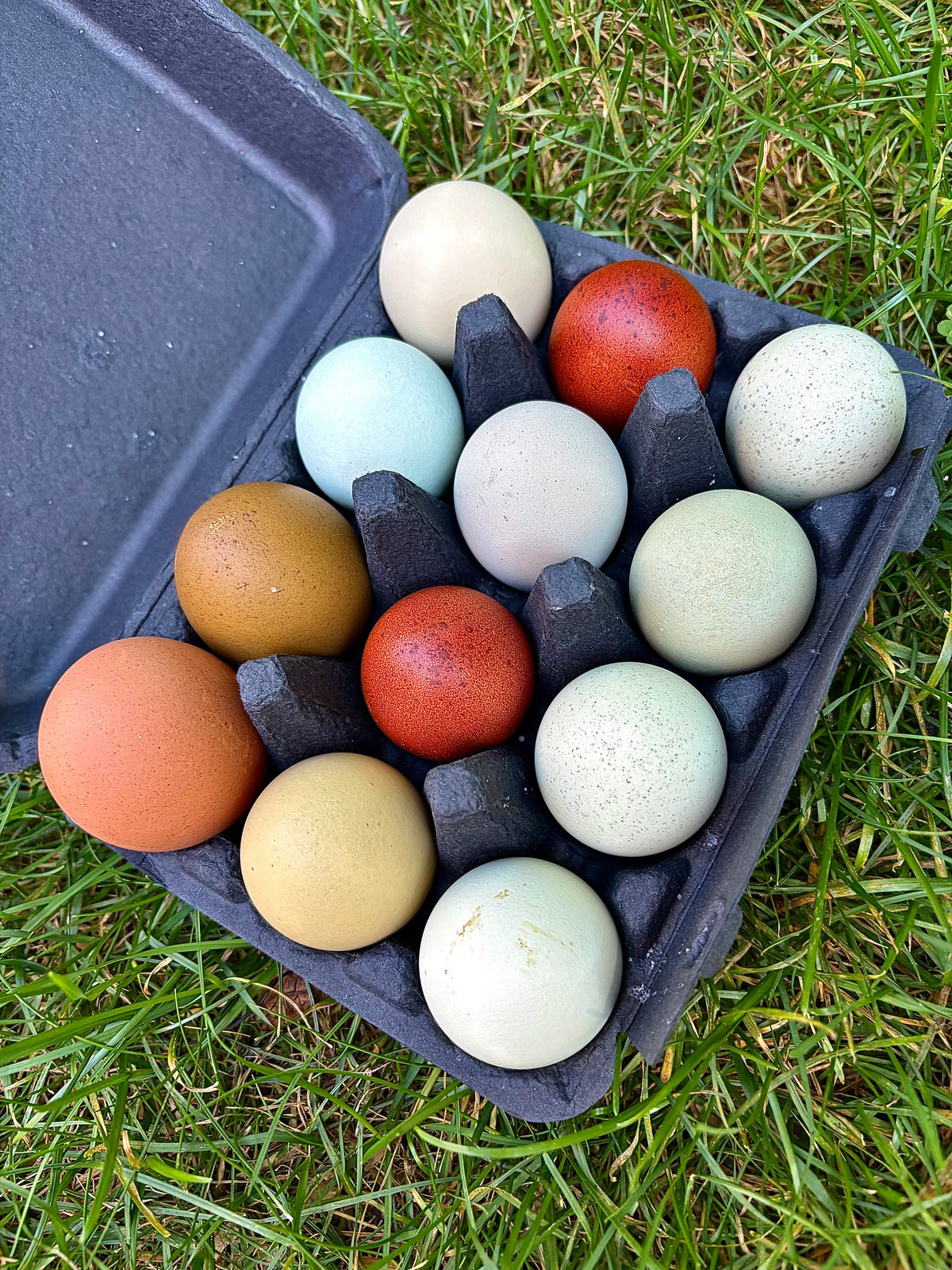 Colorful hatching eggs in an egg carton on grass