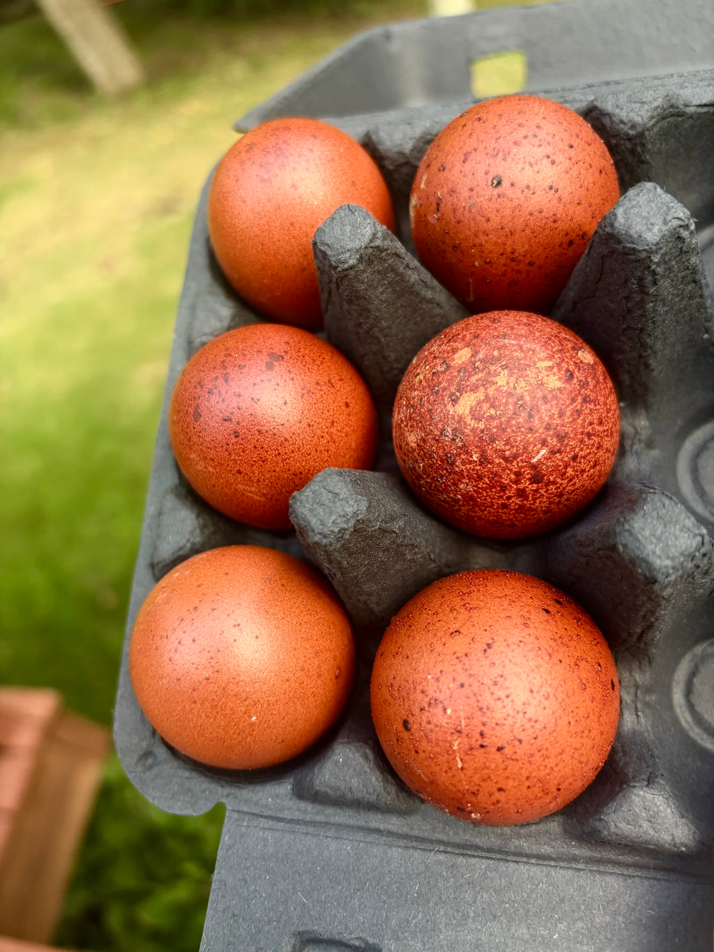 Black Copper Marans Hatching Eggs | Dark Chocolate Egg Layers