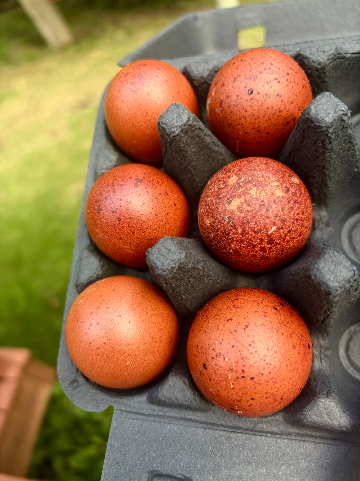 Black Copper Marans Hatching Eggs | Dark Chocolate Egg Layers