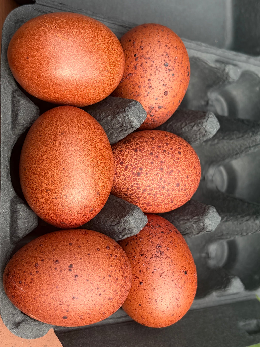 Black Copper Marans Hatching Eggs | Dark Chocolate Egg Layers