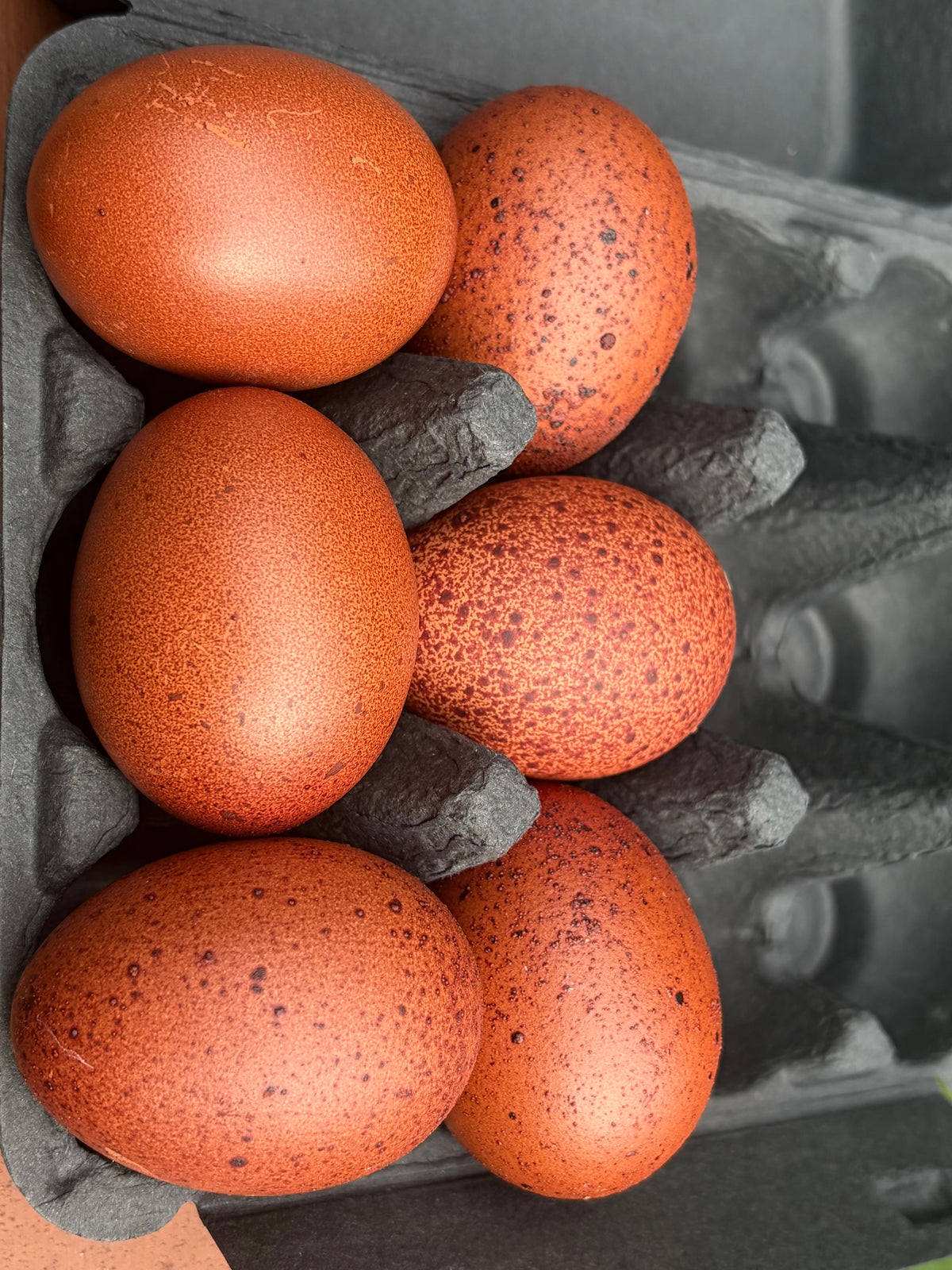 Black Copper Marans Hatching Eggs | Dark Chocolate Egg Layers