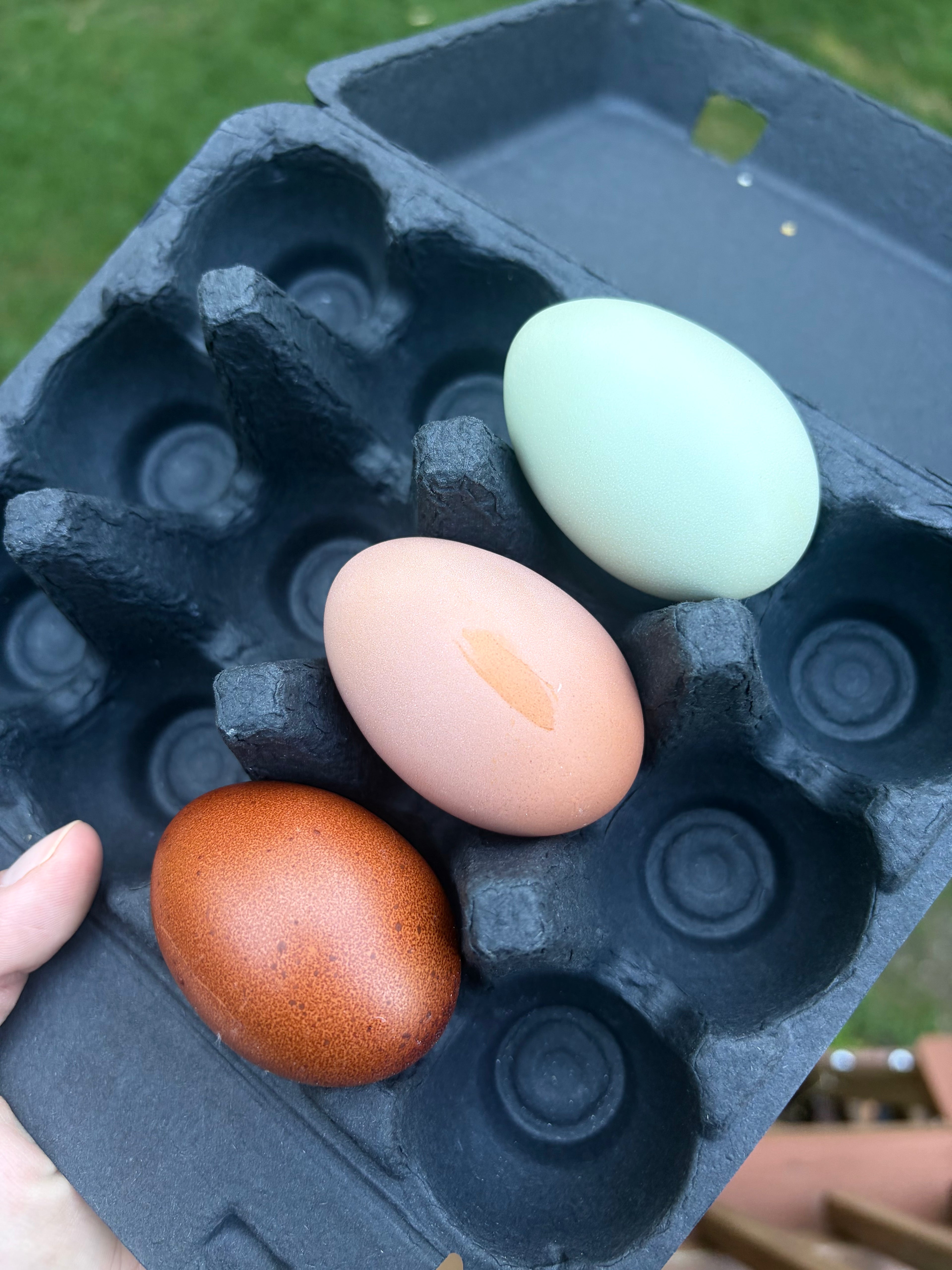 3 hatching eggs available from the happy Henstead