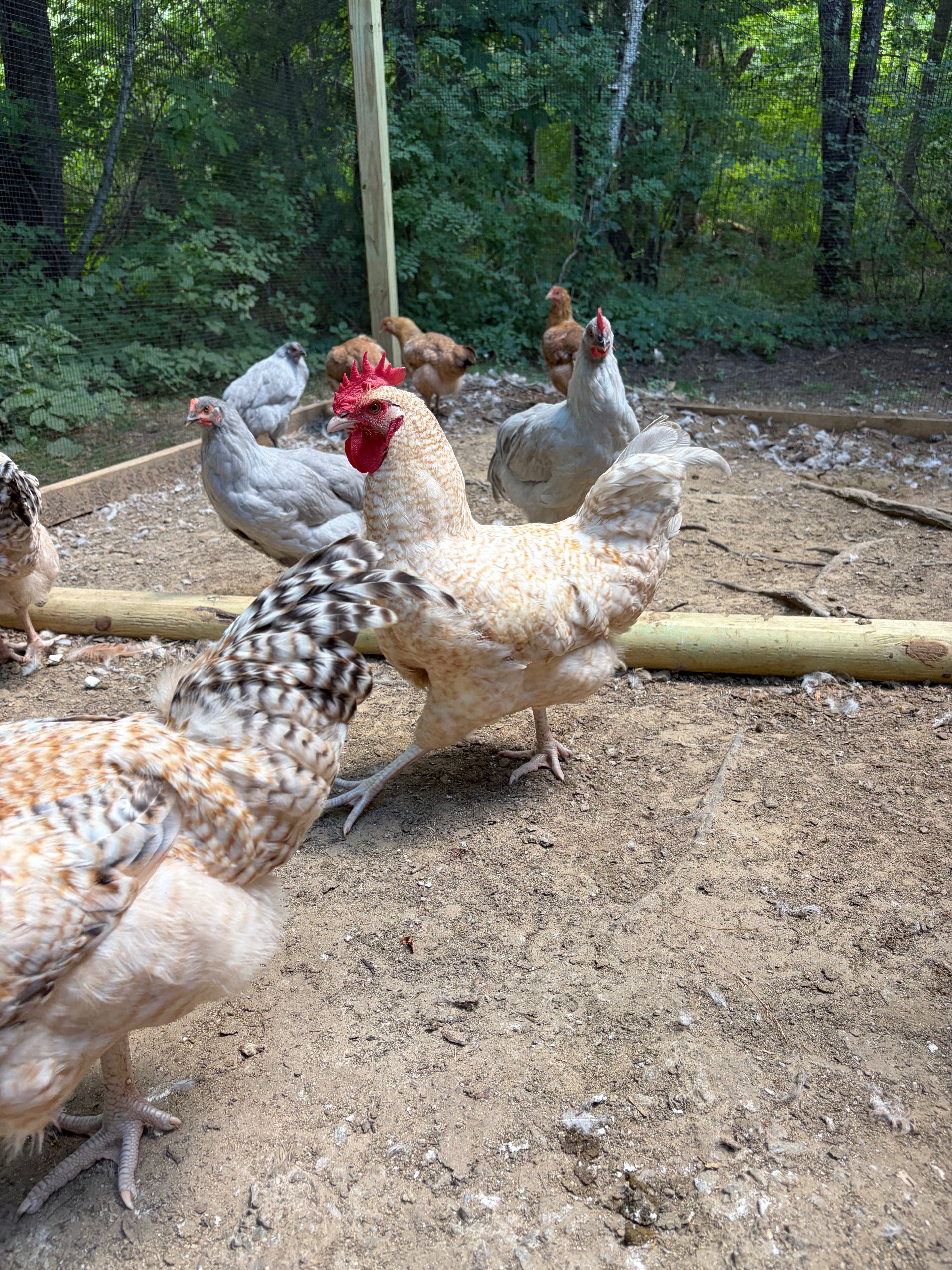 Create Your Own Dozen Hatching Eggs | Mix & Match Breeds