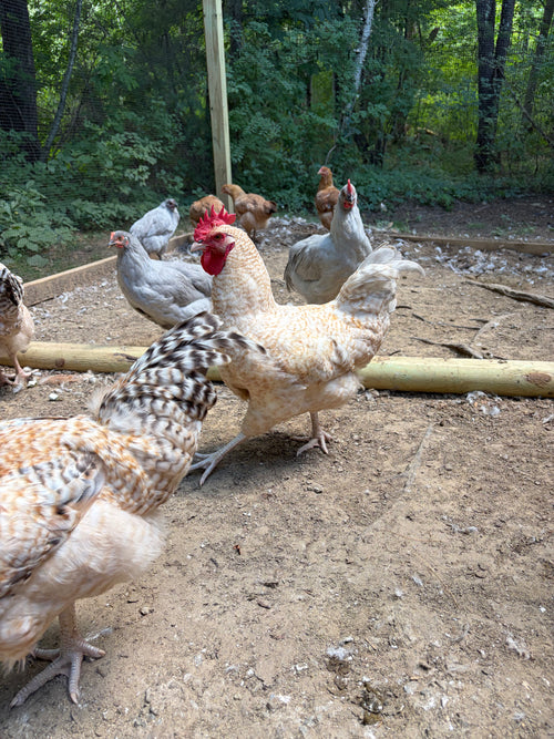 Create Your Own Dozen Hatching Eggs | Mix & Match Breeds