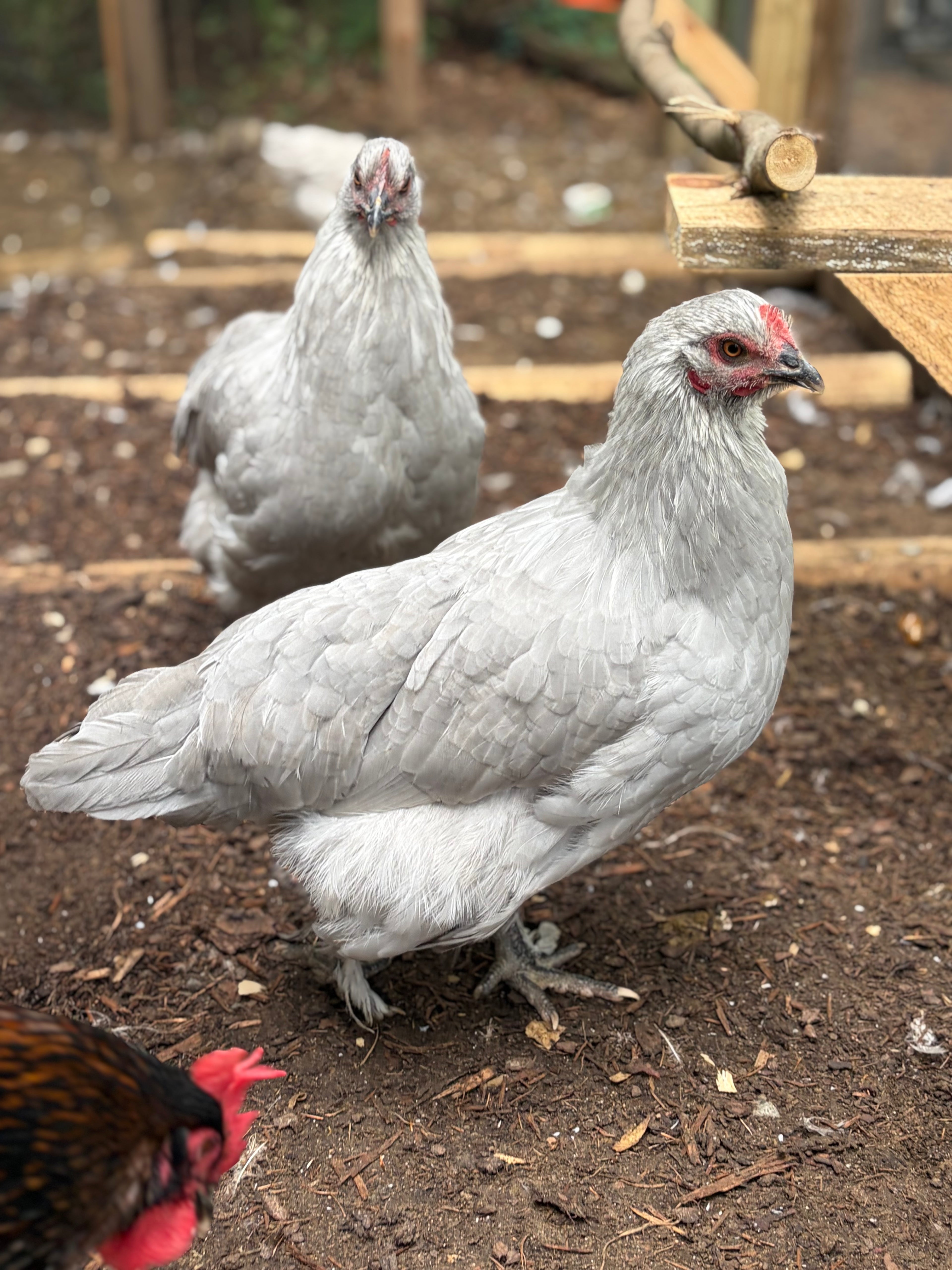 Create Your Own Dozen Hatching Eggs | Mix & Match Breeds