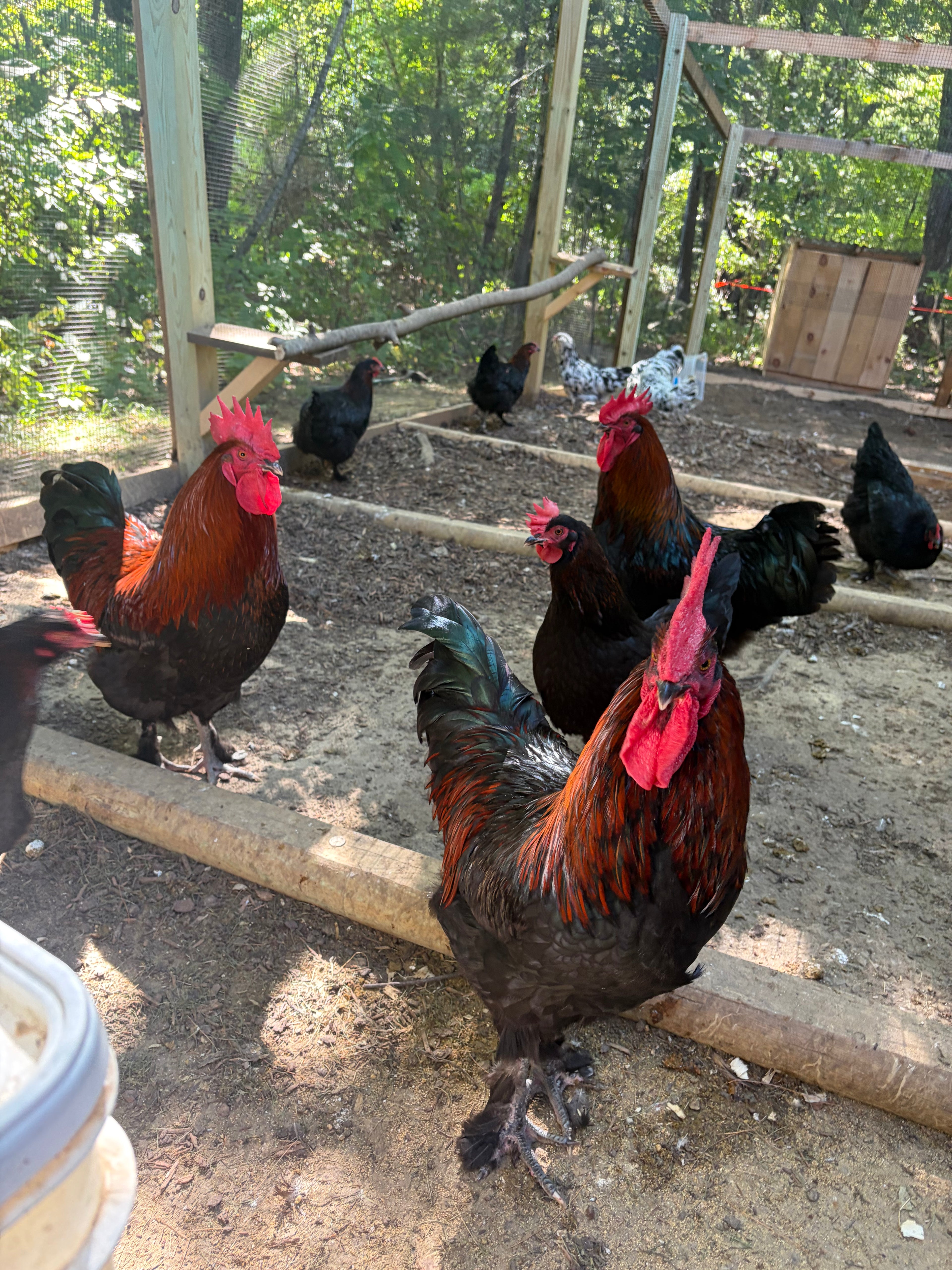 Create Your Own Dozen Hatching Eggs | Mix & Match Breeds