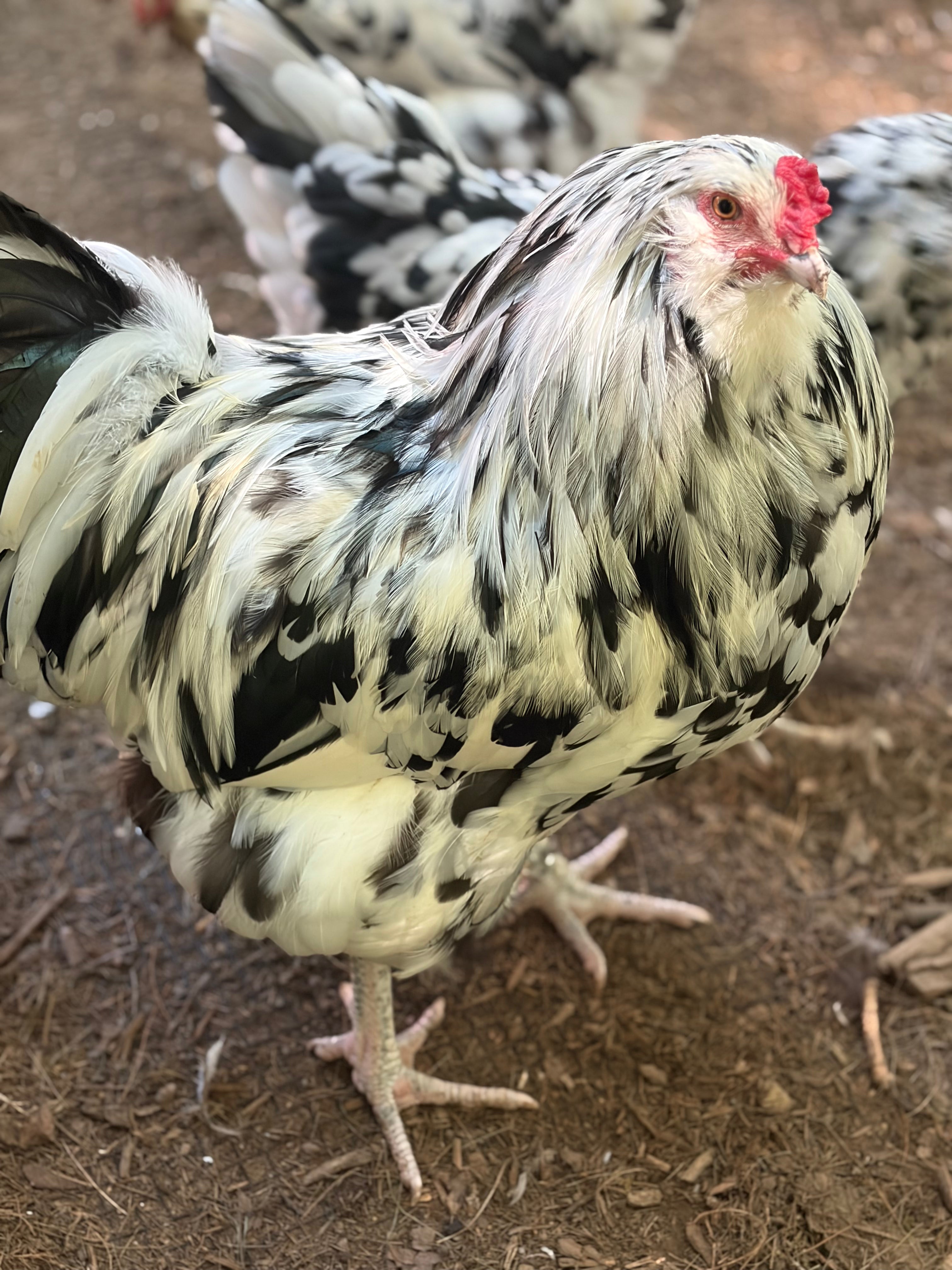Create Your Own Dozen Hatching Eggs | Mix & Match Breeds