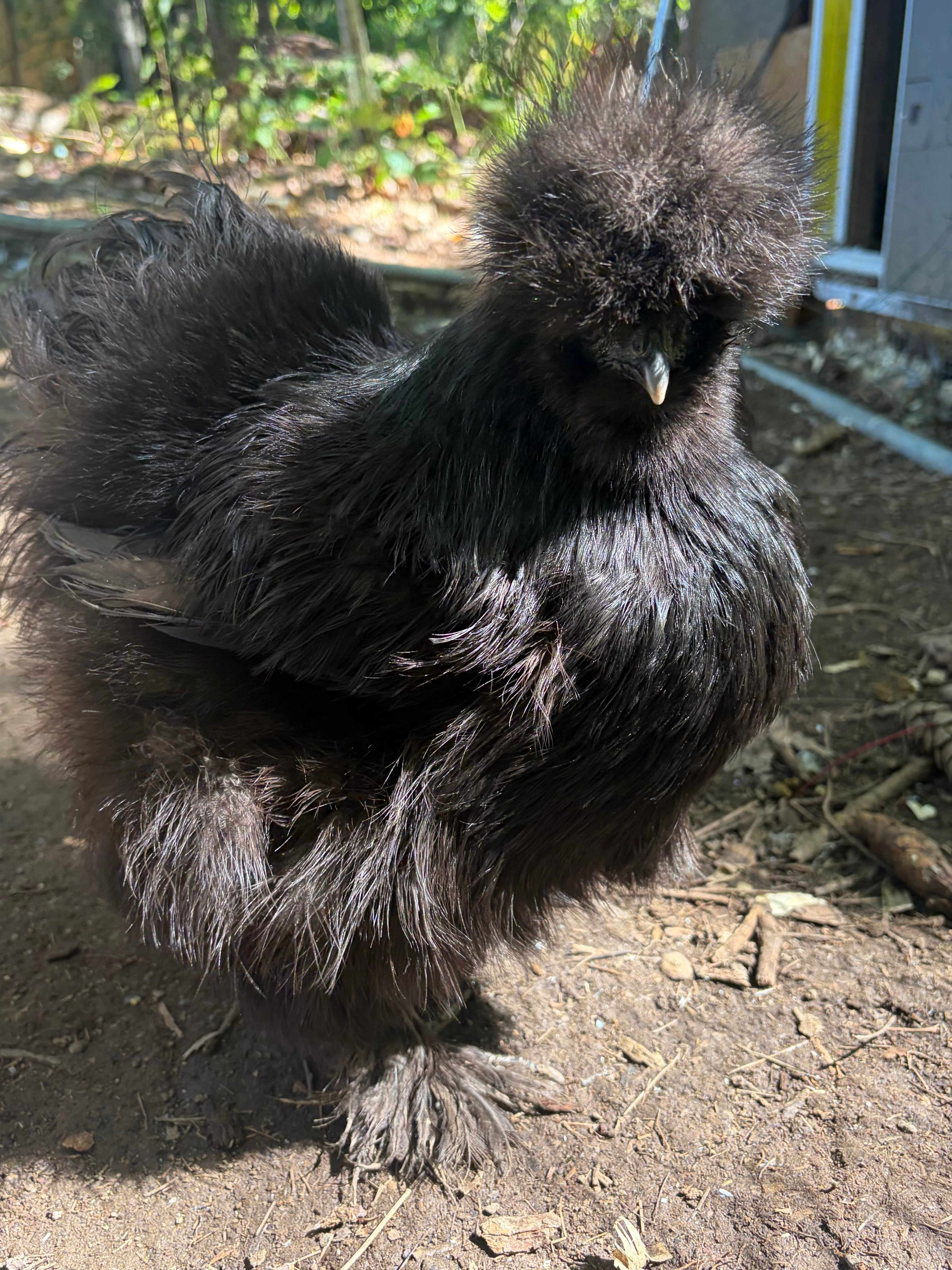 Create Your Own Dozen Hatching Eggs | Mix & Match Breeds