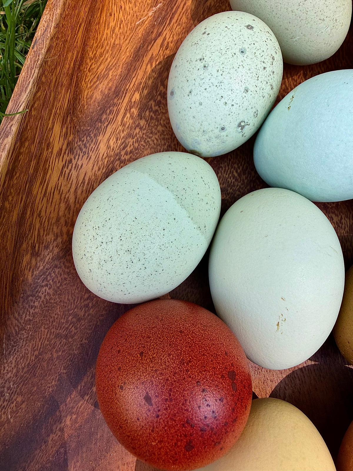 Hatching eggs for sale, various colors in a brown tray